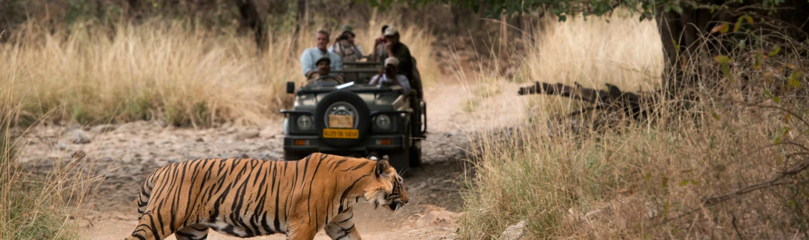 Sawai Madhopur (Ranthambore)